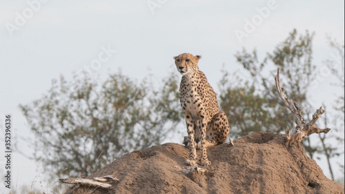 female cheetah sitting on top of a termite mound at masai mara