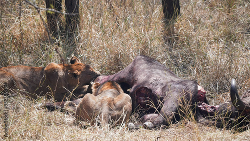 two lions chewing on a buffalo kill at serengeti © chris