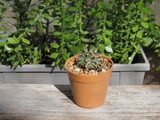 Gymnocalycium mihanovichii Hybrid f. vaiegata in brown flower pot on wood ground with green nature blurred background.