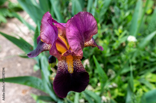 A close up of a black velvet bearded iris using a shallow depth of field. purple iris flower on green background in the garden photo