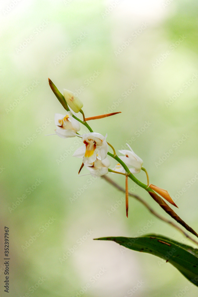 Coelogyne schultesii orchid flower in the forest high mountain Coelogyne schultesii orchid flower in the forest high mountain