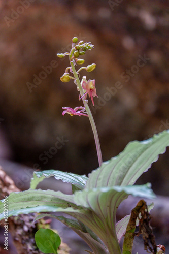 Crepidium ovalisepalum. close up wild orchid in ther rainforest photo