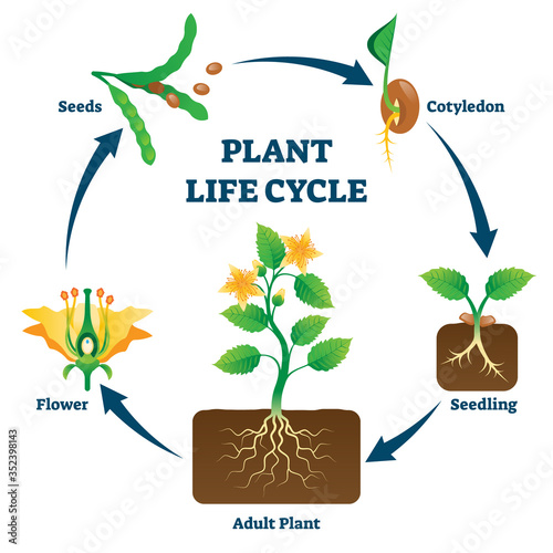 Wallpaper Mural Plant life cycle vector illustration