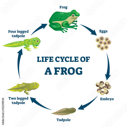 Life cycle of a frog vector illustration. Labeled education growth scheme.