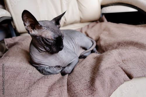Grey Canadian Sphynx lying on an armchair. Cat sleeping and looking in the sun. Top horizontal view copyspace pet care