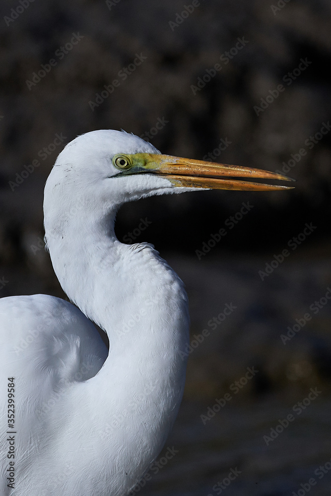 Great egret (Ardea alba) Great egret (Ardea alba)