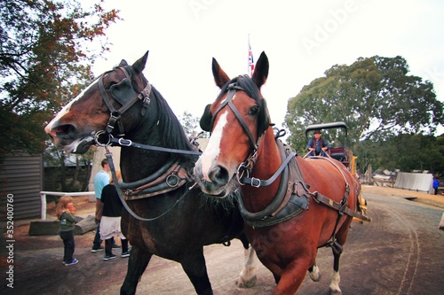 Close up shot of two horses doing a stroll © Bacardy