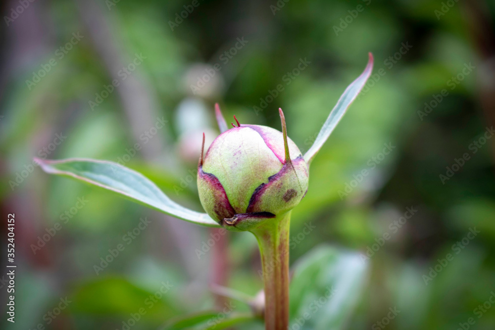 An unopened peony Bud. Close up. Selective focus. An unopened peony Bud. Close up. Selective focus.