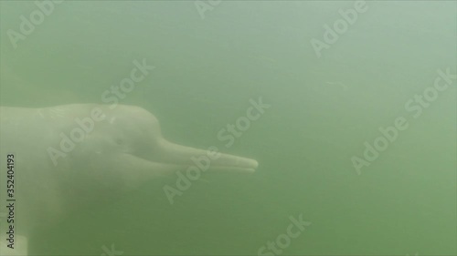 River dolphin eye closeup, face and smile, swimming underwater photo