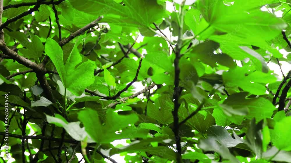 Leaves and branches of fig tree blowing in wind