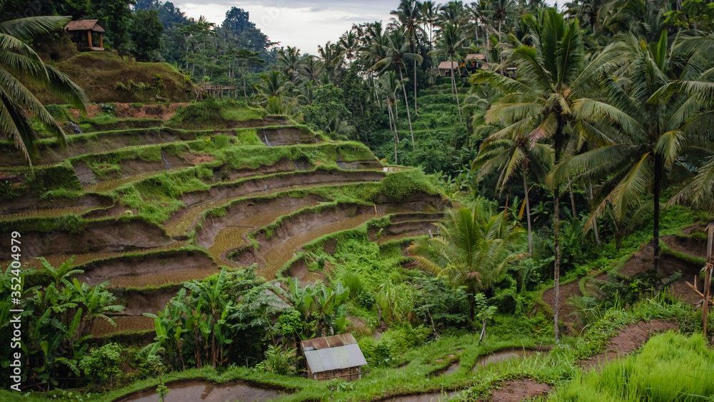 Obraz premium Rice terraces on the island of Bali. Natural background
