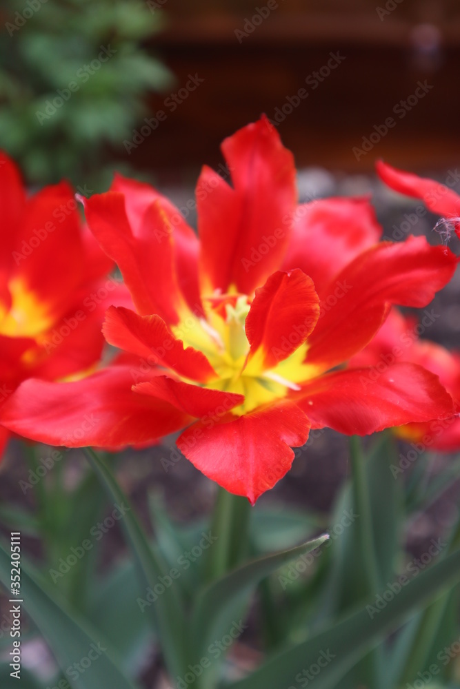 red and yellow Tulip flower red and yellow Tulip flower