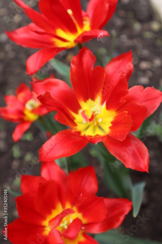Beautiful red tulips blooming in spring on green leaf background, floral spring landscape © Karina