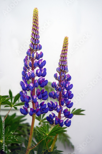 Lupine blossoms in the meadow