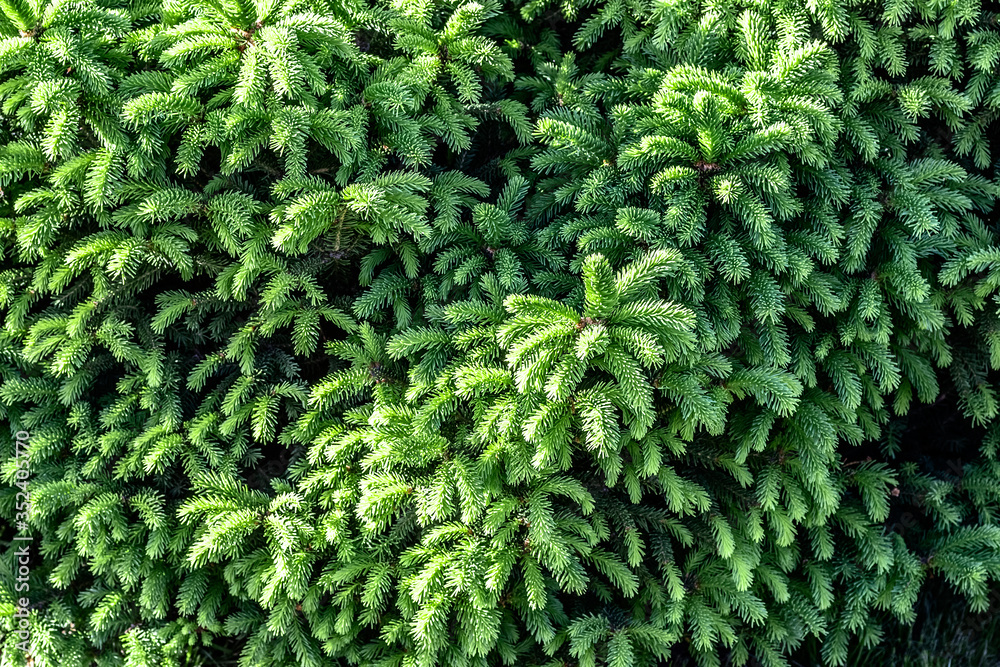 Branch decorative fir close-up in the back yard of a private house Branch decorative fir close-up in the back yard of a private house