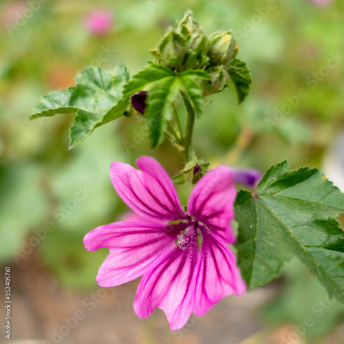 violet colored wild flower in the meadows, blurred background