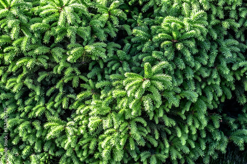 Branch decorative fir close-up in the back yard of a private house