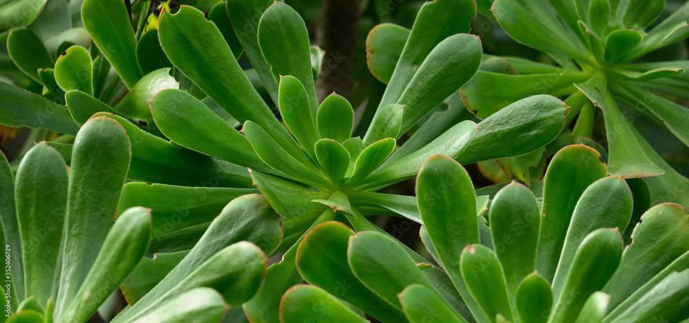 Group of rosettes of aeonium with leaves of intense green Group of rosettes of aeonium with leaves of intense green