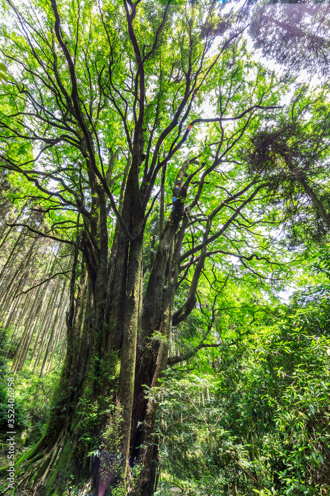 Naklejka premium 下合瀬の大カツラ