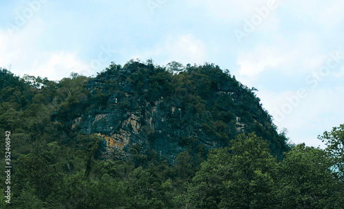 Trees that occur on the cliffs of limestone mountains
