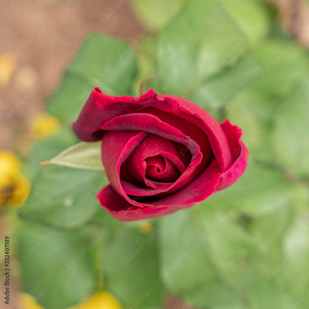 vibrant purple rose bud top view on blurred green background vibrant purple rose bud top view on blurred green background