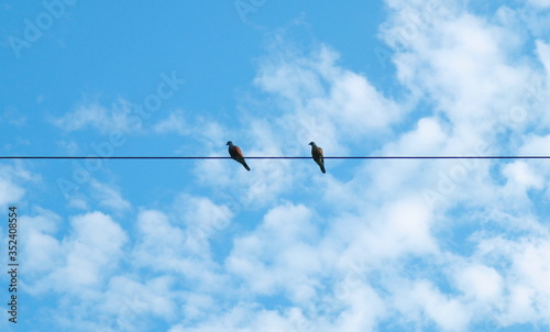 Two pigeons sticking on an electrical line.