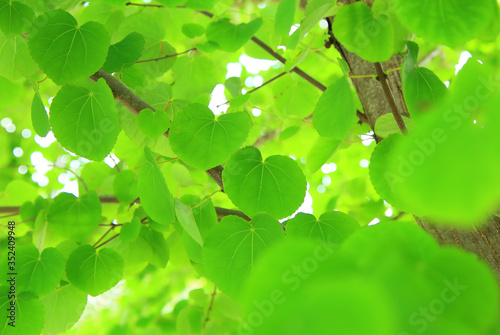Heart shaped leaves photo