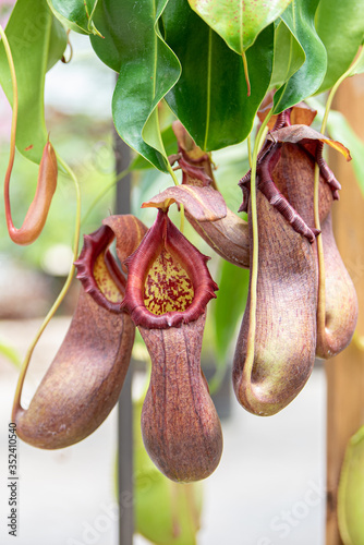 日中の植物園で咲く食虫植物のウツボカズラ