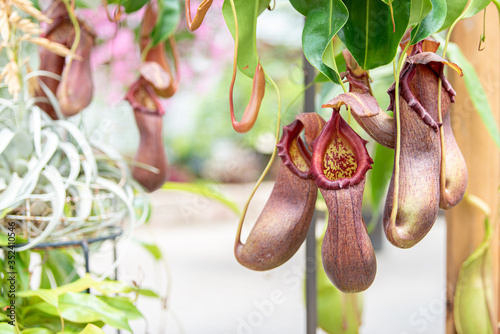 日中の植物園で咲く食虫植物のウツボカズラ
