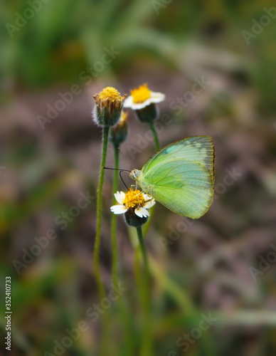 Yellow flowers and butterflies © ARMY_VICTORY