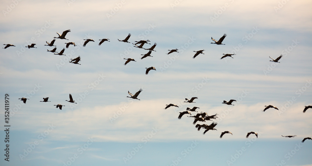 Flock of cranes flying
