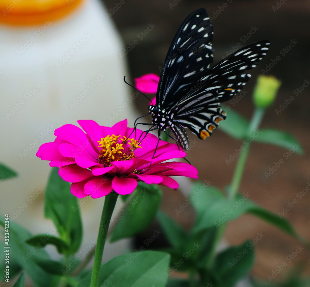 Butterflies that are drinking nectar from flowers