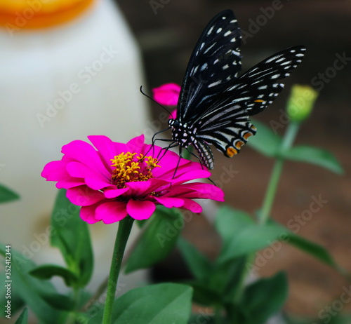 Butterflies that are drinking nectar from flowers © ARMY_VICTORY