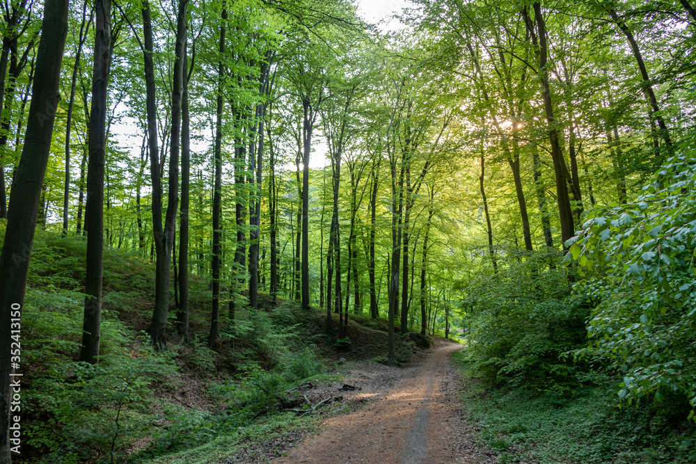 Fototapeta premium Path through the forest in a suburban recreational and relaxing location in the Bratislava Forest Park