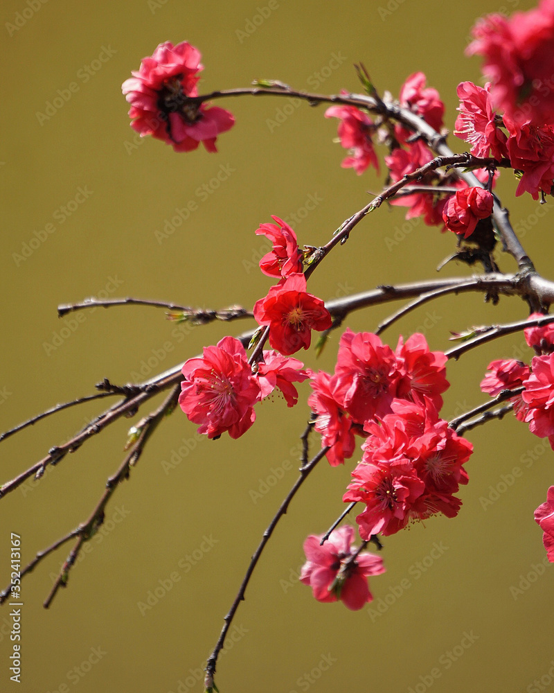 Red cherry blossoms on an ochre background Red cherry blossoms on an ochre background