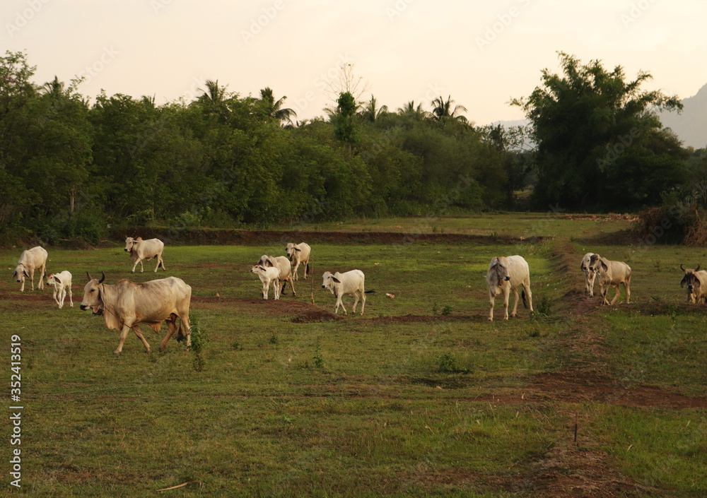 Herd of cattle raised by farmers in Thailand Herd of cattle raised by farmers in Thailand