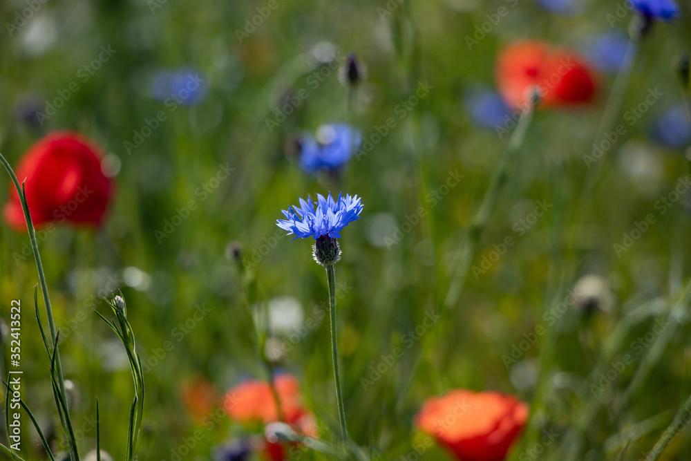 Obraz premium Mohnblumen, Kornblumen