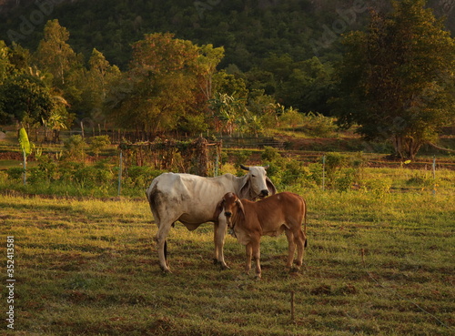 Two cows stand in a meadow beside a mountain 