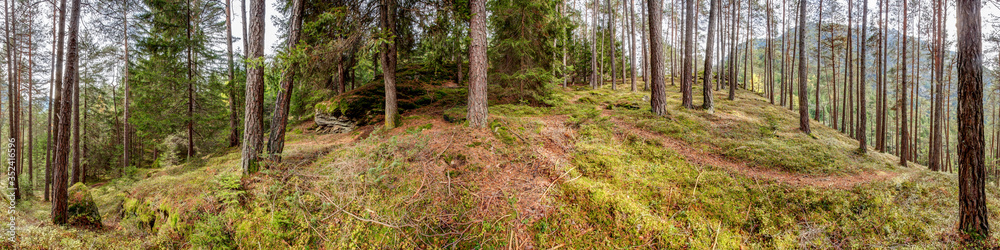 Obraz premium Waldpanorama im sommerlichen Nadelwald