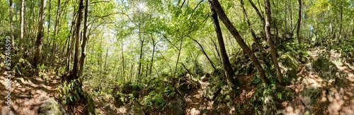 Sommerliches Waldpanorama im Laubwald