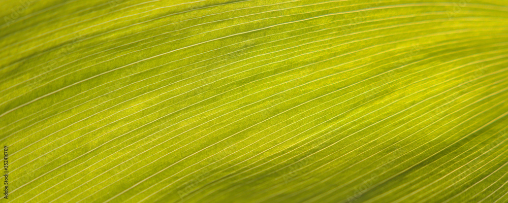 Light green texture with clear longitudinal lines based on macro photography of a tulip leaf Light green texture with clear longitudinal lines based on macro photography of a tulip leaf