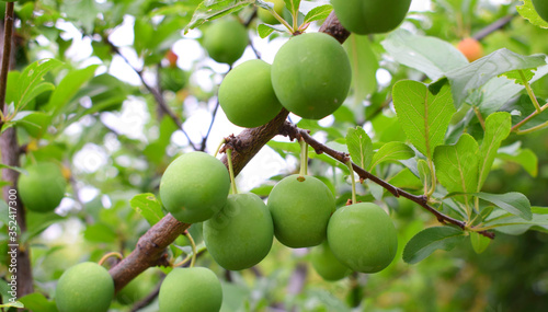 Branch of cherry plum with unripe fruits.