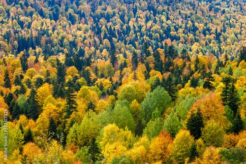 An aerial view of colored treetops in an autumn mountain forest