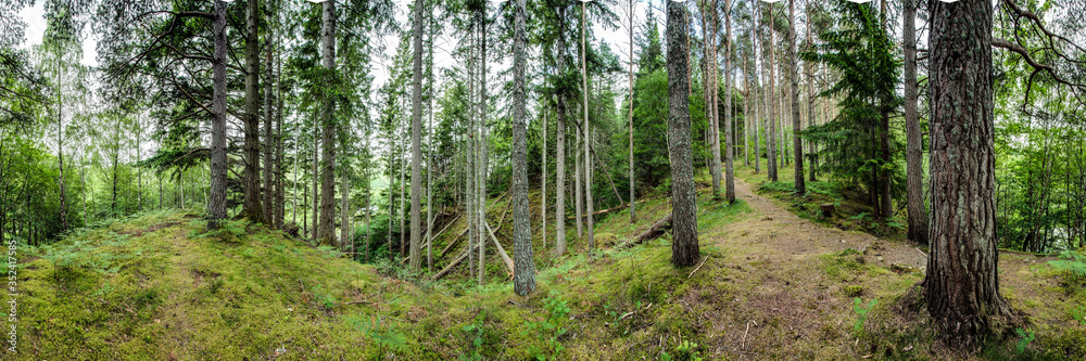 Naklejka premium Waldpanorama, Nadelwald im Sommer