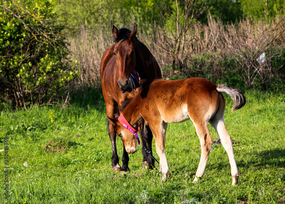 Fototapeta premium beautiful slender brown mare walks on the green grass in the field, along with small cheerful foal. Horses graze in a green meadow on asunny day.