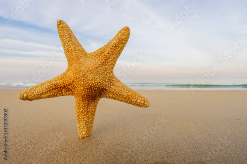 Starfish on the beach