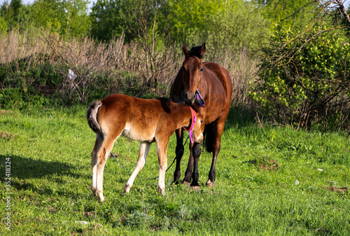  beautiful slender brown mare walks on the green grass in the field, along with small cheerful foal. Horses graze in a green meadow on asunny day. © Оксана Скиданова