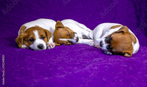 two little puppies Jack Russell Terrier sleeping on a purple bedspread