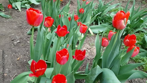 Red tulips grow on clumba. Spring mood, green bright greens.