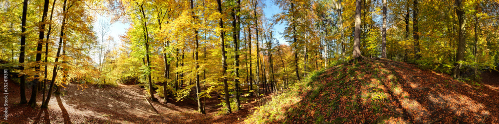 Herbstlicher Laubwald in der Sonne
